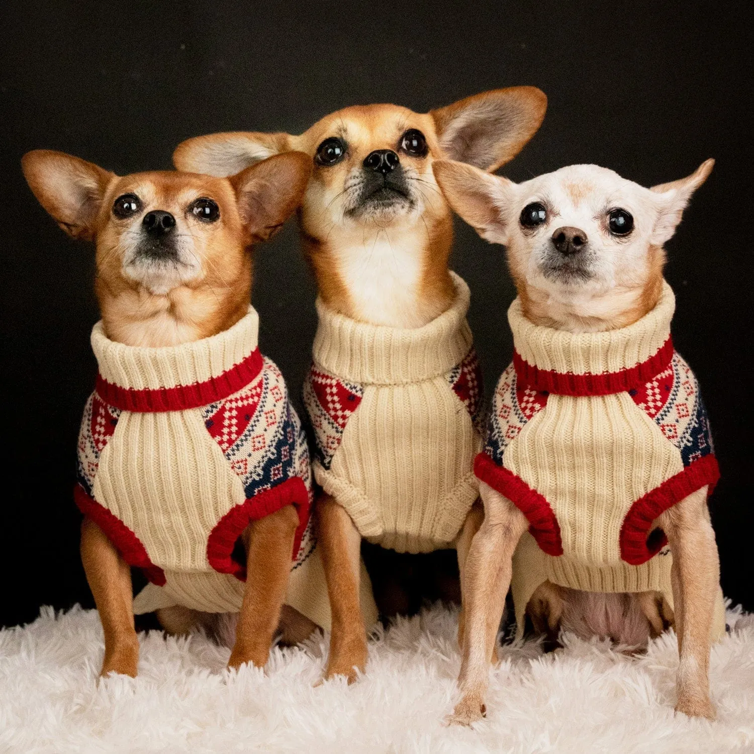 Fair Isle Family Matching Sweater in Cream, Dog - Chic Creamy White Sweater